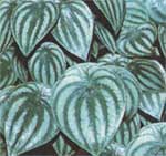 Peperomy silvery - Peperomia argyreia