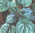 Peperomy gray-silvery - Peperomia griseoargentea