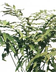 Polypodium of gold - Polypodium aureum