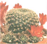 Rebution is tiny (minuscule) - Rebutia minuscula