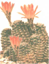 Dwarf rebout - Rebutia pygmaea