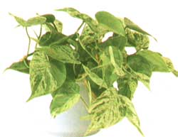 Scindapsus (Potos) - Scindapsus (Pothos)