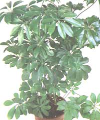 Scheffler's dendritic - schefflera arboricola