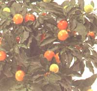 Nightshade pseudo-plexus - Solanum pseudocapsicum
