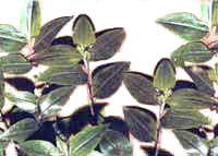 Tradescantia fluminensis Vell