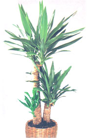 Yucca - Yucca