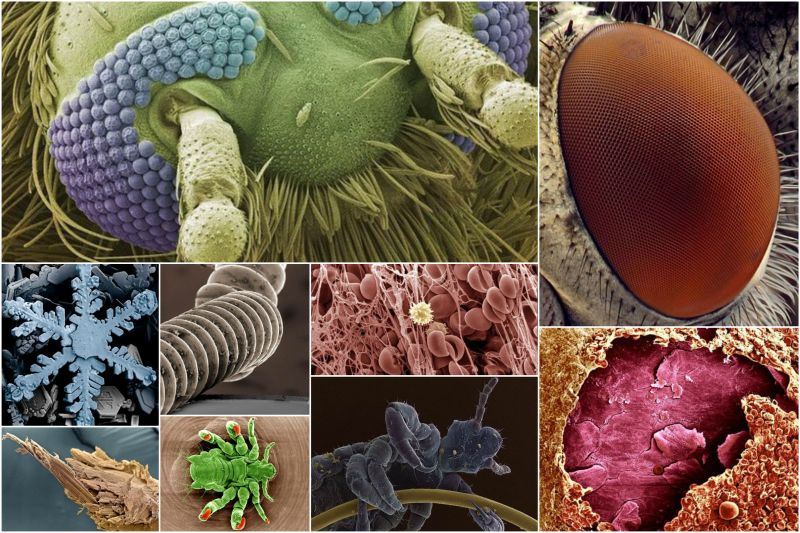 Ordinary things under the microscope: what do they hide? Обычные вещи под микроскопом