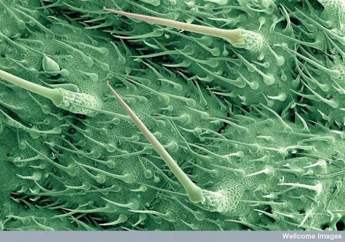 Burning hairs of nettle leaves - Ordinary things under the microscope: what do they hide? Жгучие волоски листьев крапивы - Обычные вещи под микроскопом
