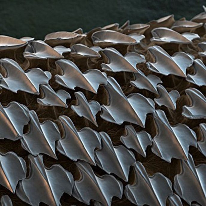 Shark skin - Ordinary things under the microscope: what do they hide? Акулья кожа - Обычные вещи под микроскопом