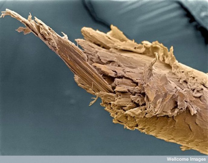 - Ordinary things under the microscope: what do they hide? - Обычные вещи под микроскопом