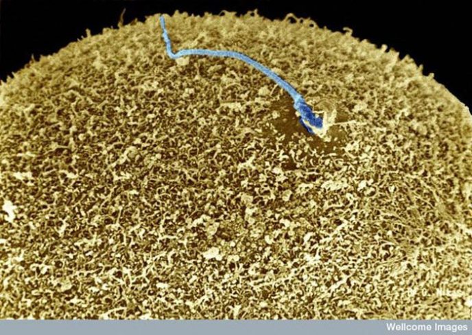 - Ordinary things under the microscope: what do they hide? - Обычные вещи под микроскопом