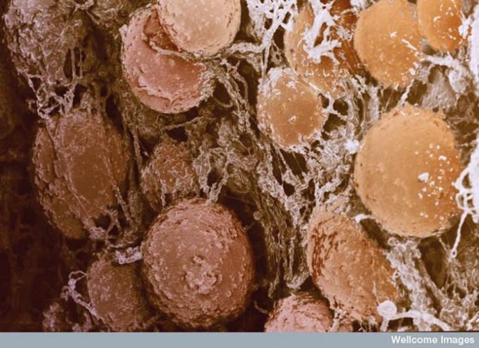 - Ordinary things under the microscope: what do they hide? - Обычные вещи под микроскопом