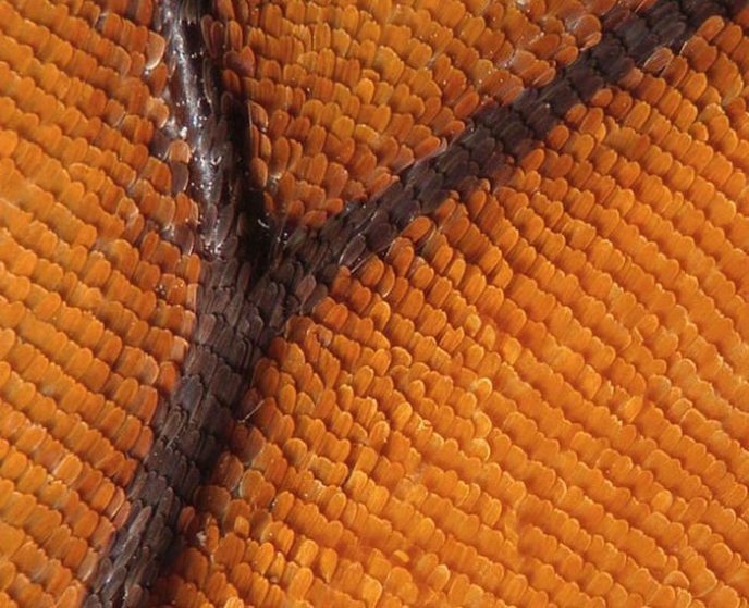 - Ordinary things under the microscope: what do they hide? - Обычные вещи под микроскопом