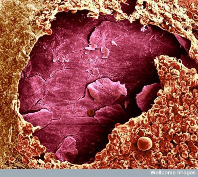 - Ordinary things under the microscope: what do they hide? - Обычные вещи под микроскопом