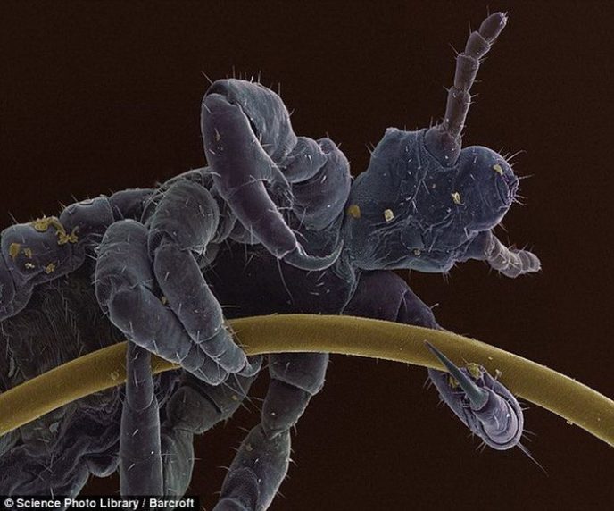 - Ordinary things under the microscope: what do they hide? - Обычные вещи под микроскопом