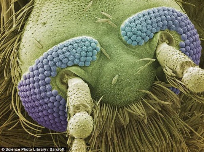 Mosquito - Ordinary things under the microscope: what do they hide? Комар - Обычные вещи под микроскопом