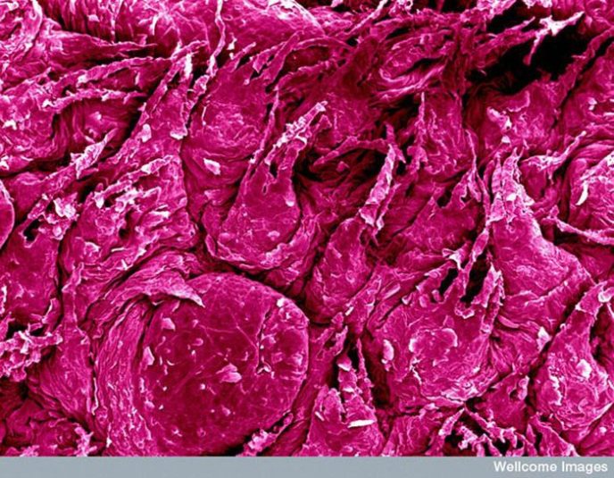 - Ordinary things under the microscope: what do they hide? - Обычные вещи под микроскопом