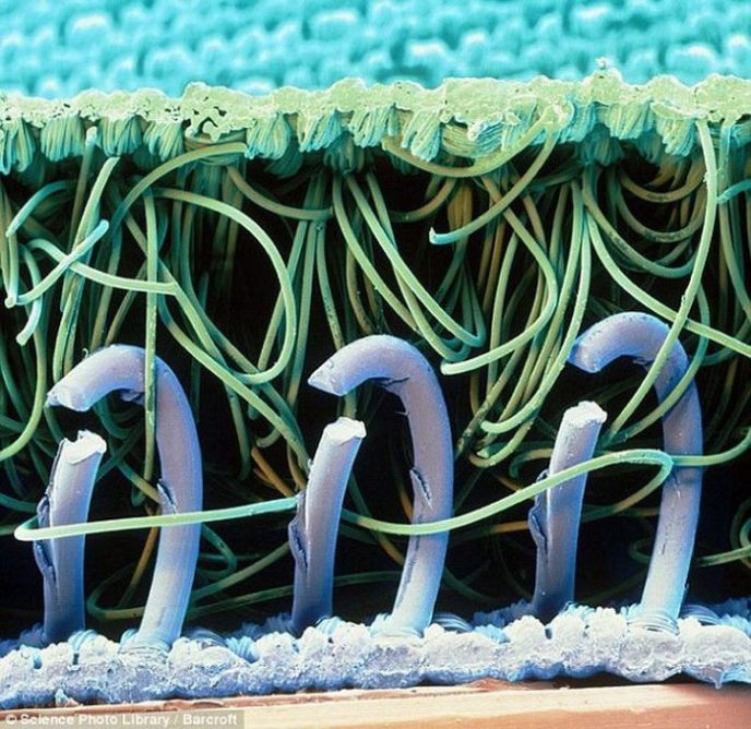 Velcro fastener - Ordinary things under the microscope: what do they hide? Застежка-липучка - Обычные вещи под микроскопом
