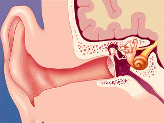 How does the ear