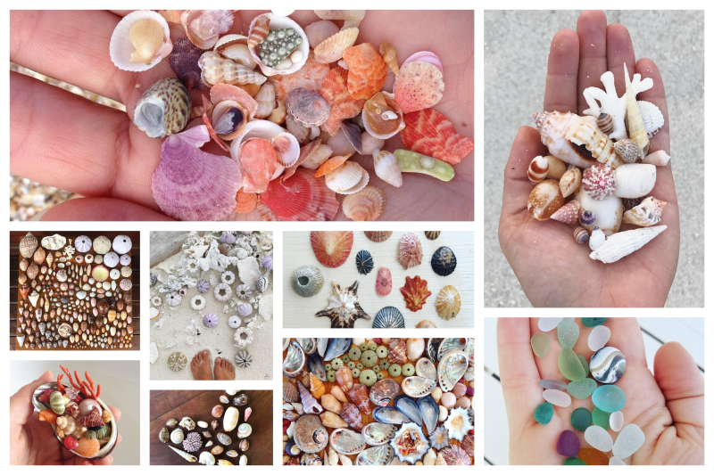 Sea shell collection Замечательная коллекция морских раковин