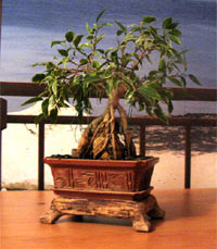Manufacturing of bonsai. Master Class