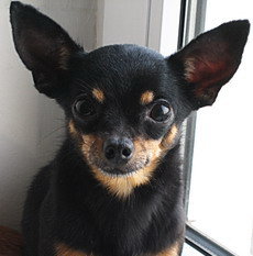 Toy Terrier