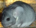 Chinchilla.