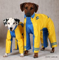 Clothes for dogs