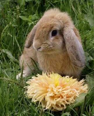 Decorative rabbits