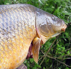 Carp breeding