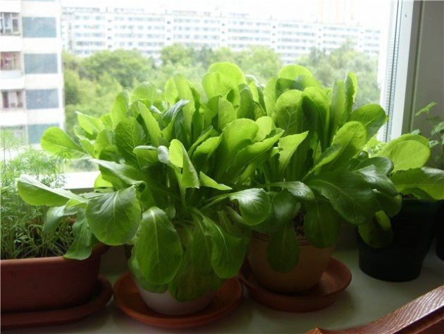 Мини-огород в квартире: как вырастить овощи, зелень фрукты у себя дома