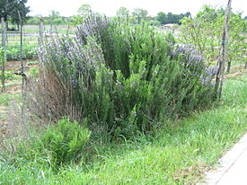 The smell of rosemary increases the memory capacity by 75%