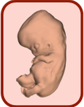 3D atlas of embryonic development