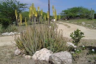 Aloe Vera or Aloe Vera