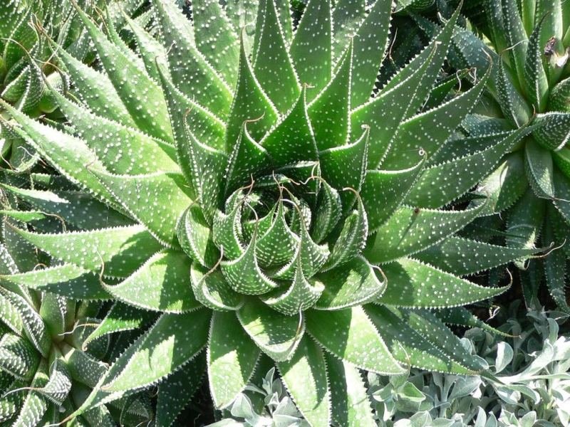 Aloe Vera or Aloe Vera