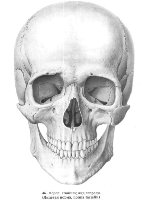 Bones of the head