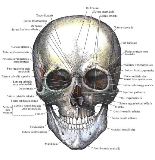 Bones of the skull shram.kiev.ua