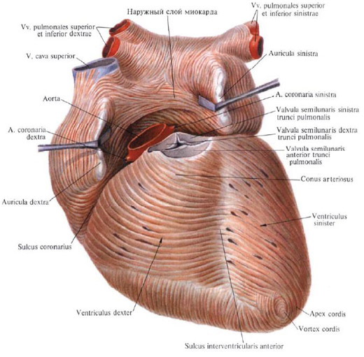 Human Anatomy in Pictures Анатомия человека в картинках