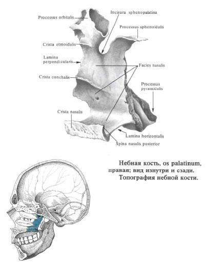 The palatine bone