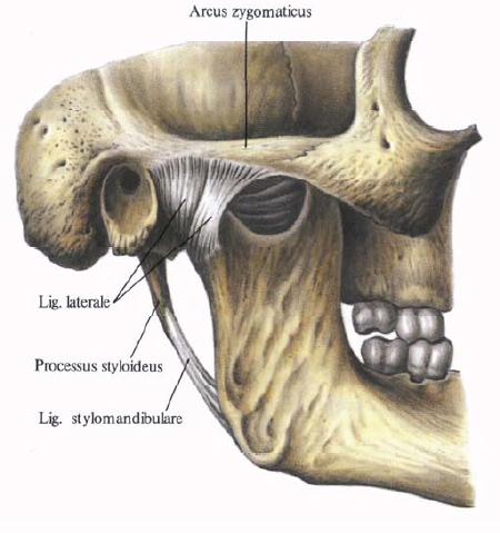 Human Anatomy in Pictures Анатомия человека в картинках