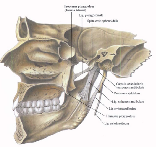 Human Anatomy in Pictures Анатомия человека в картинках