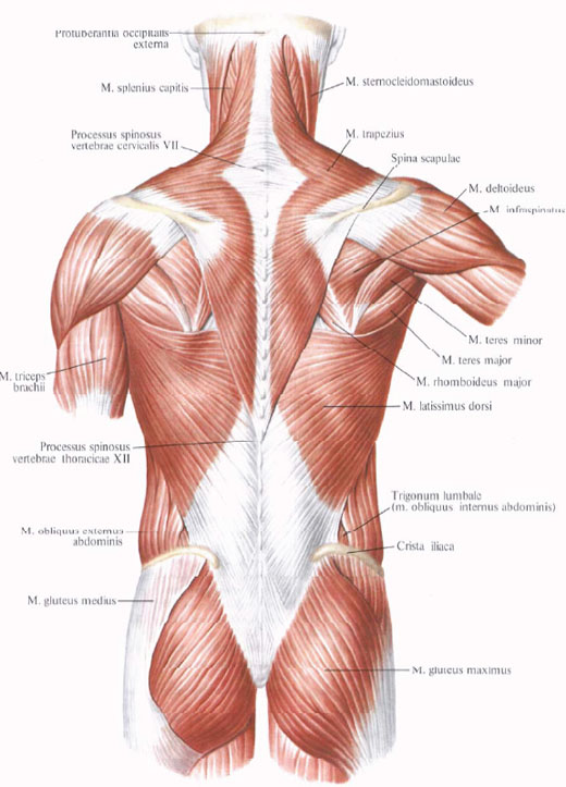 Trapezius muscle