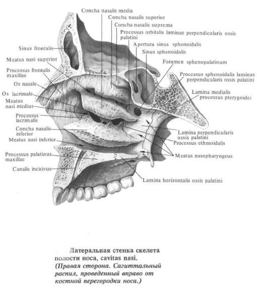 The nasal cavity