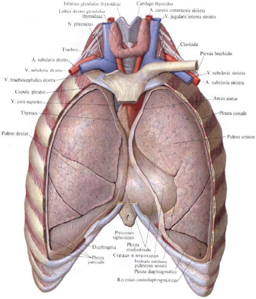 Human Anatomy in Pictures Анатомия человека в картинках