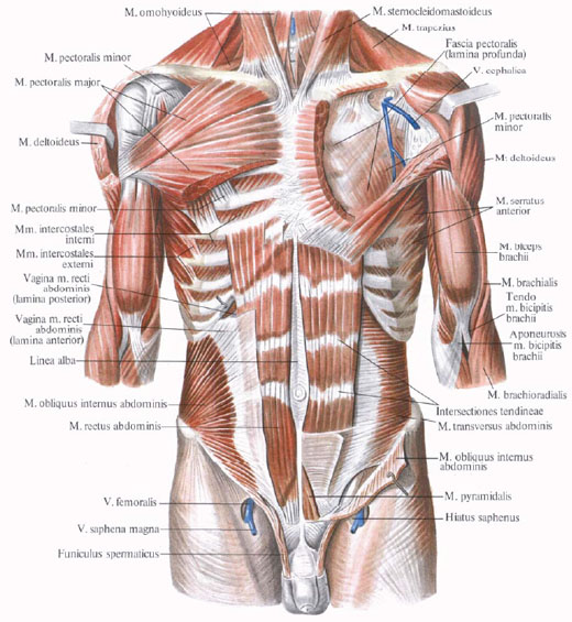 Straight abdominal muscle