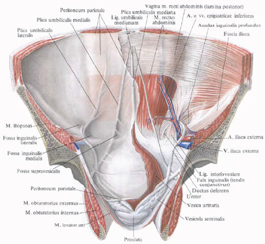 Human Anatomy in Pictures Анатомия человека в картинках