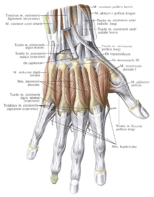 Human Anatomy in Pictures Анатомия человека в картинках