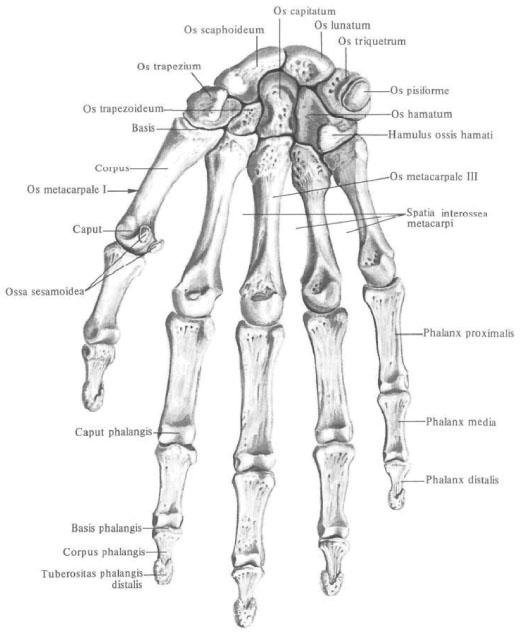 Bones of the wrist