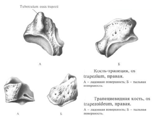 Bone trapezium, trapezoidal bone