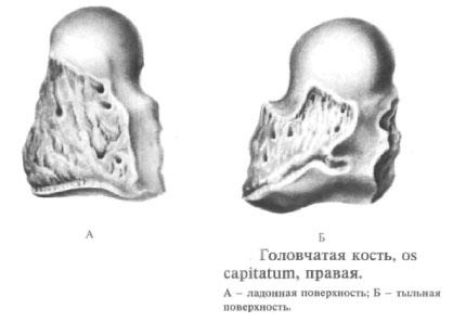 Head bone